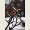 NYC Ice Storm 2011