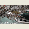 NYC Ice Storm 2011