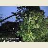 Queens, NY tornado aftermath September 2010